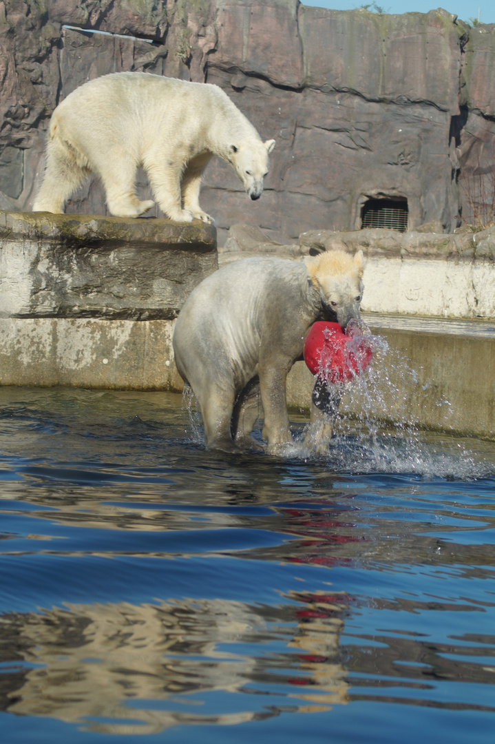 Eisbären im Gelsenkirchener Zoom