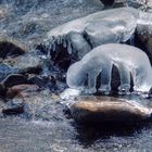 Eisbären im Harz