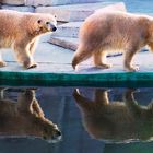 Eisbären im Kölner Zoo 12.85 (2)