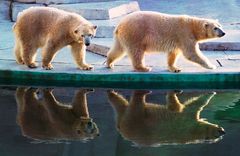 Eisbären im Kölner Zoo 12.85