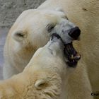 Eisbären im neuen Gehege in Hellabrunn