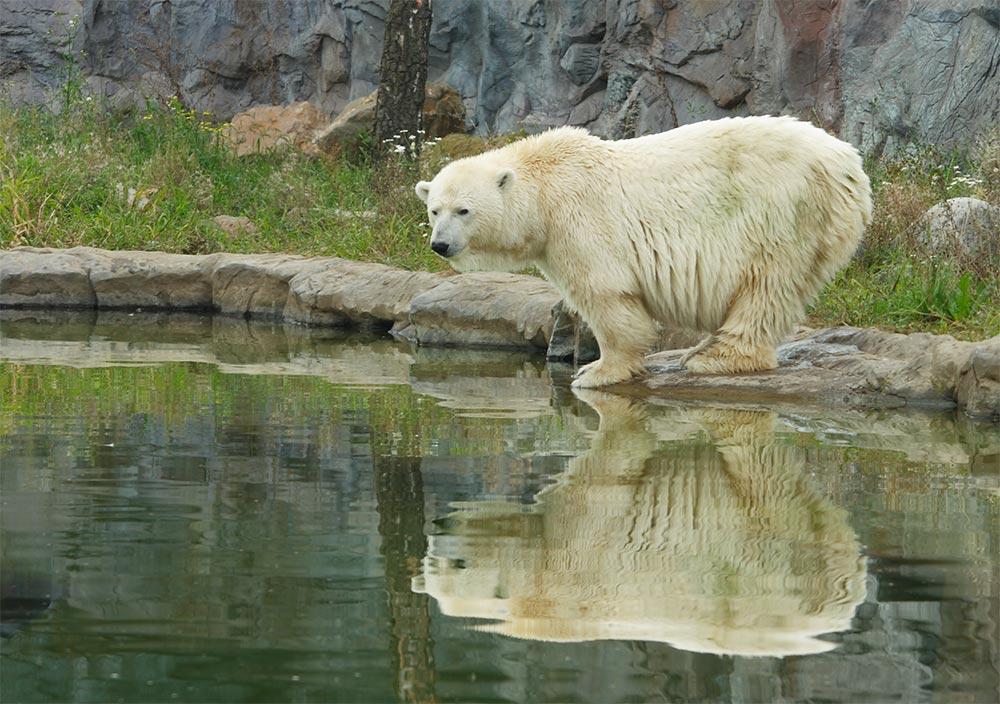 Eisbären im Revier