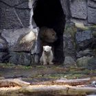 Eisbären im Tierpark-Berlin - 2