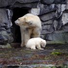 Eisbären im Tierpark-Berlin