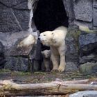 Eisbären im Tierpark-Berlin