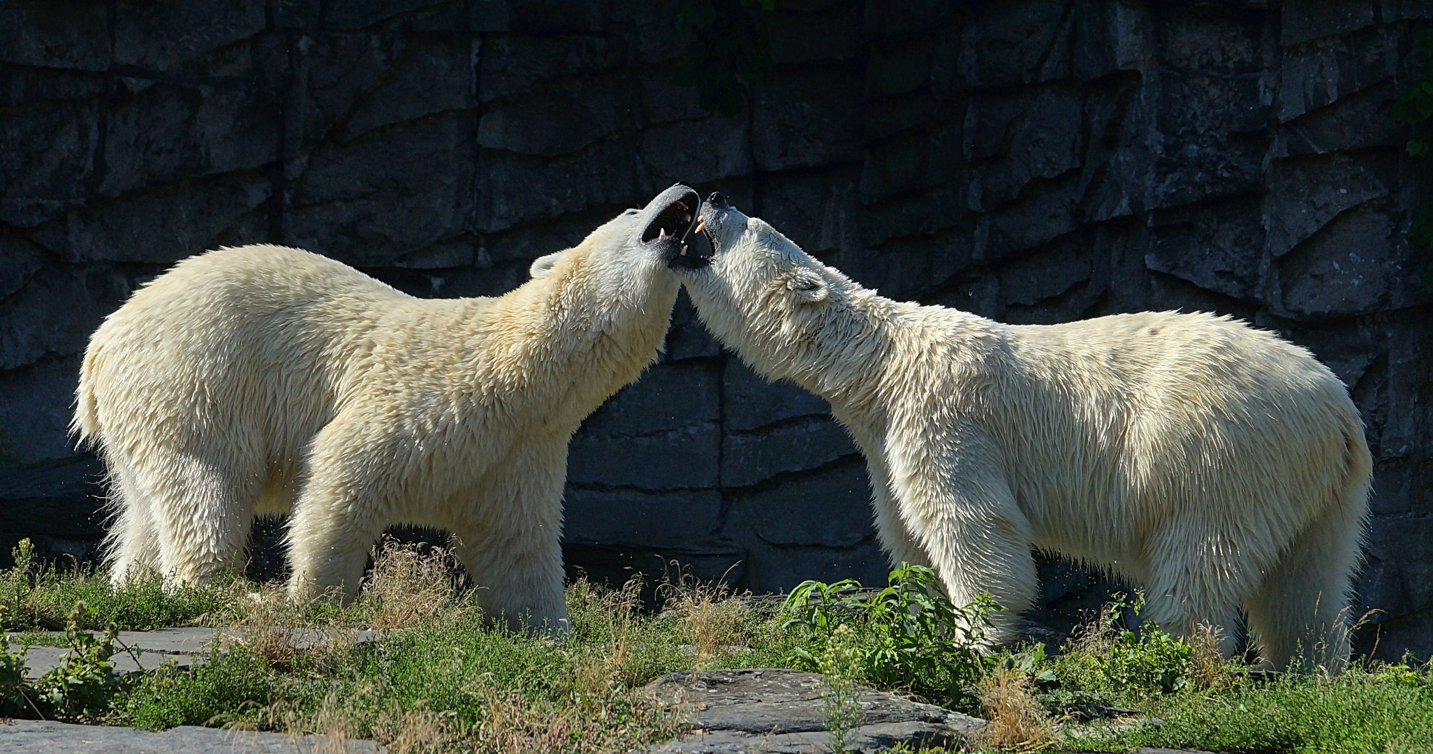 Eisbären im Tierpark Berlin