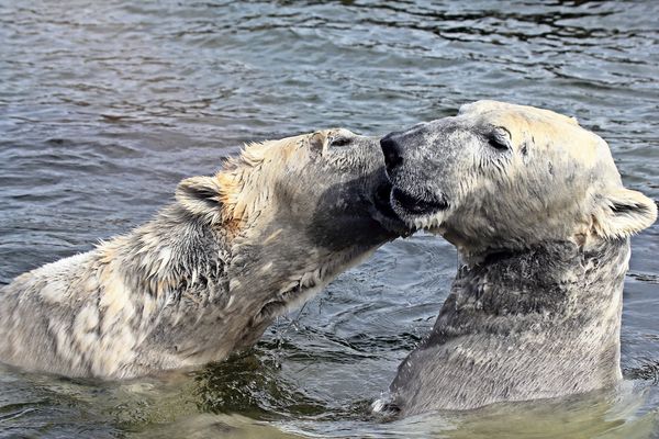 Eisbären im ZOO