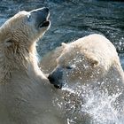 Eisbären im Zoo Hannover