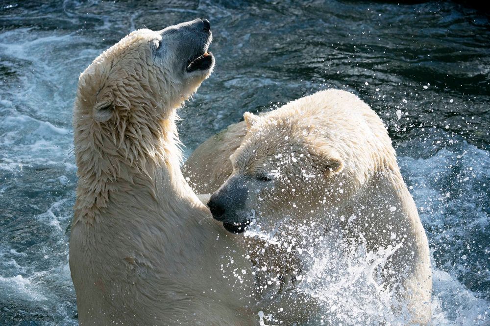 Eisbären im Zoo Hannover