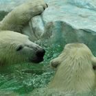 Eisbären im Zoo Hellabrunn