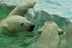 Eisbären im Zoo Hellabrunn