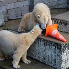 Eisbären im Zoo Wuppertal