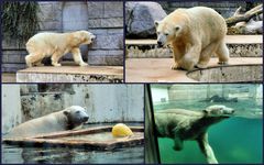 Eisbären im Zoo Wuppertal