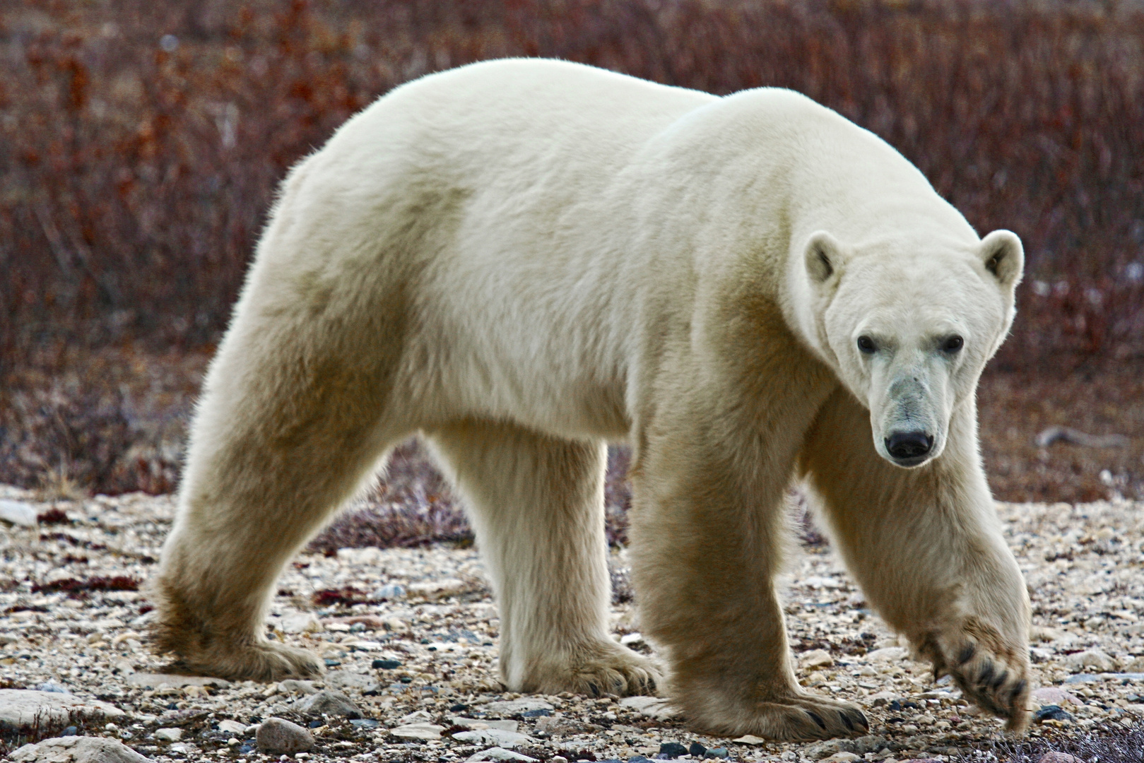 Eisbären in Churchill 1