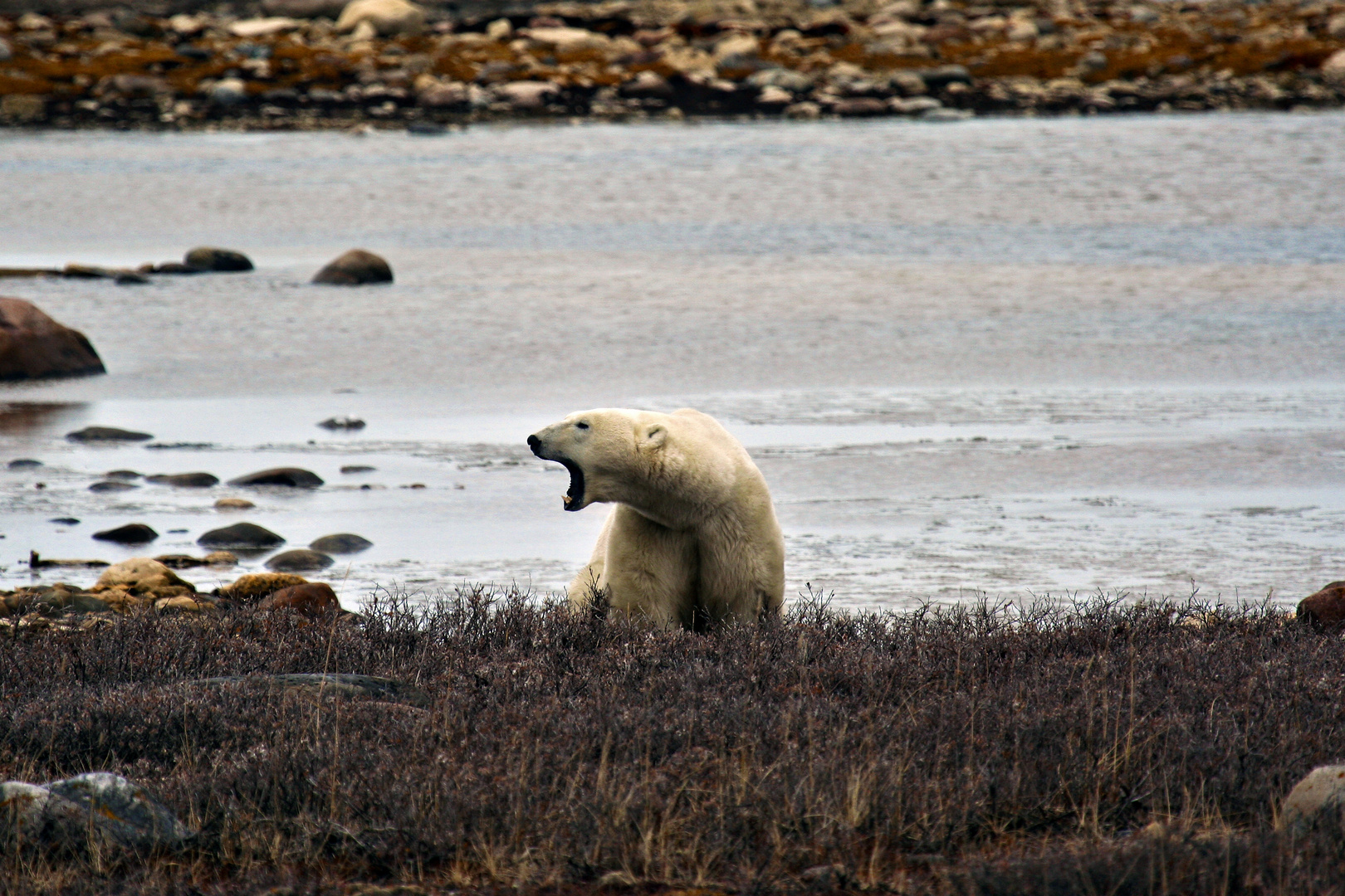 Eisbären in Churchill 2