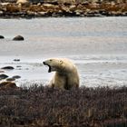 Eisbären in Churchill 2