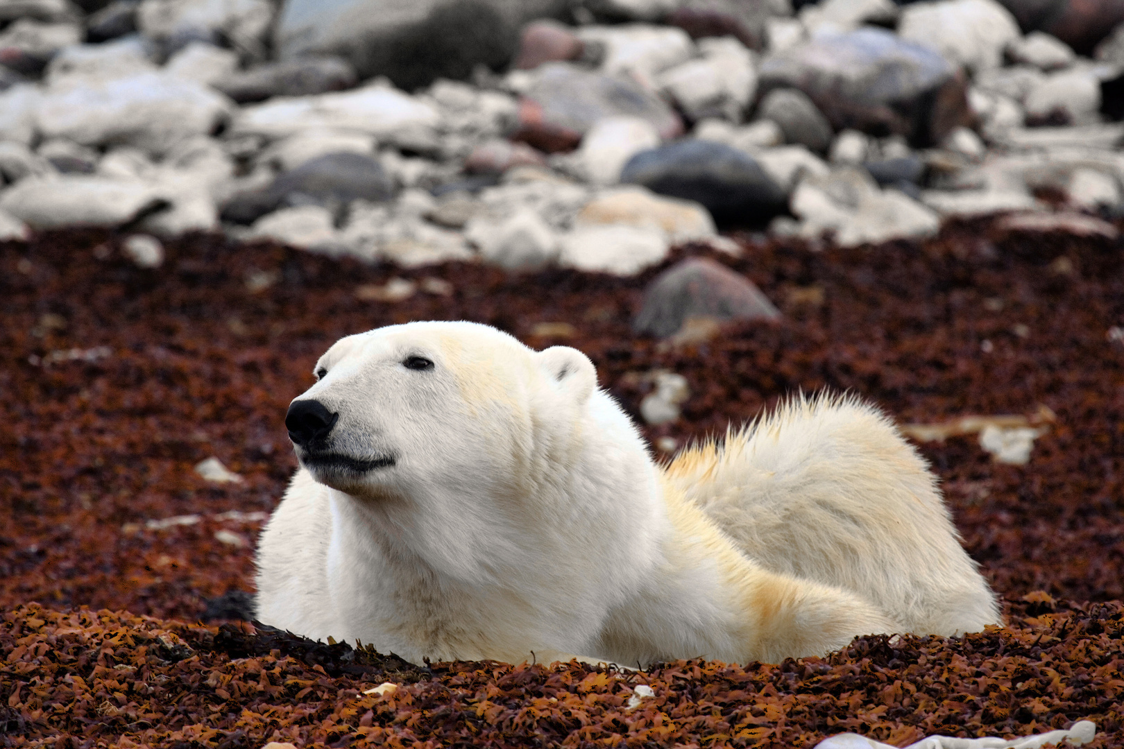 Eisbären in Churchill 3