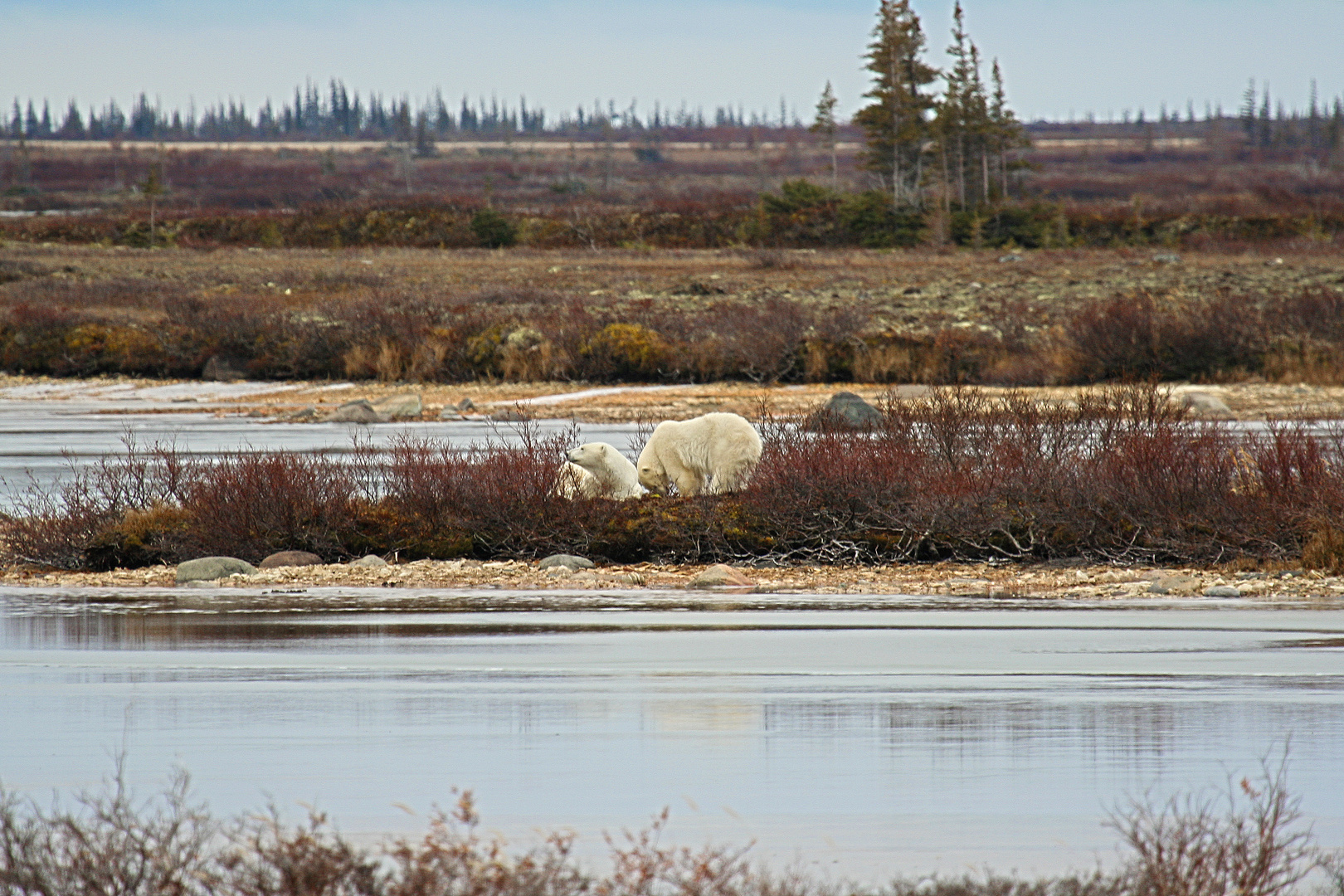 Eisbären in Churchill 4