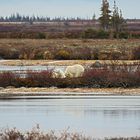 Eisbären in Churchill 4