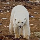 Eisbären in Churchill 5