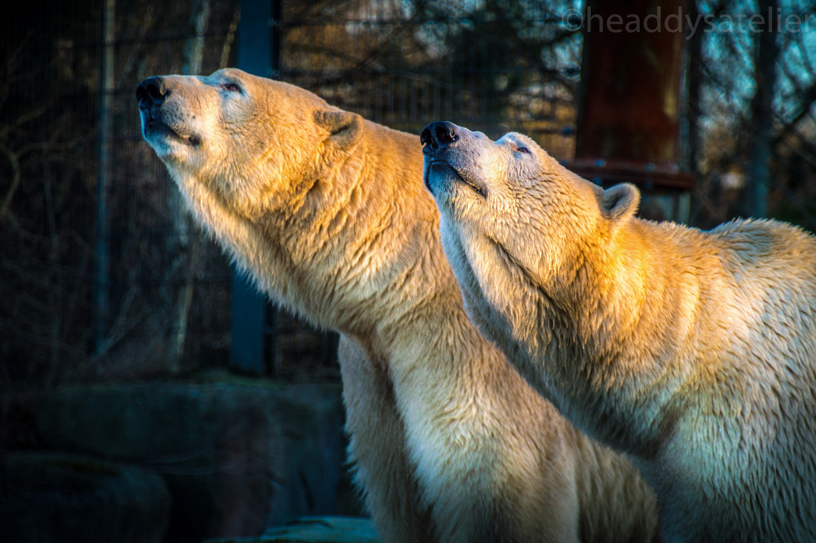 Eisbären in der Abendsonne