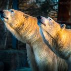 Eisbären in der Abendsonne