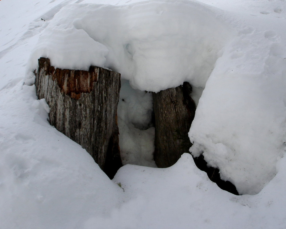 eisbären in der schweiz