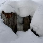 eisbären in der schweiz