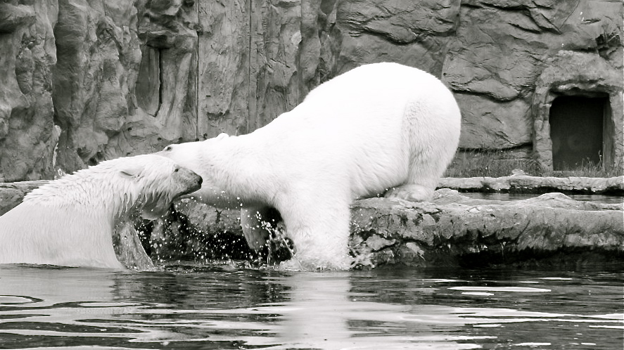 Eisbären in Gelsenkirchen