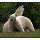 Eisbären in Hannover