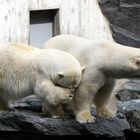 Eisbären in Wilhelma