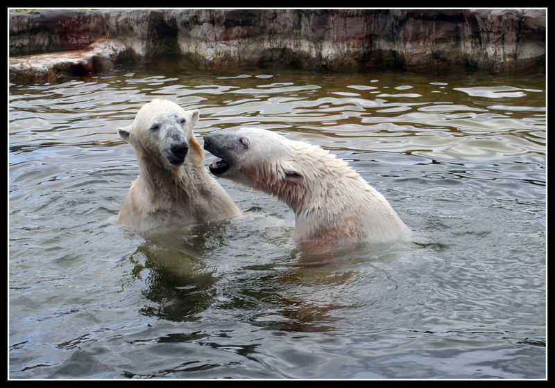 Eisbären in Zoom Erlebniswelt Gelsenkirchen