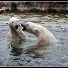 Eisbären in Zoom Erlebniswelt Gelsenkirchen