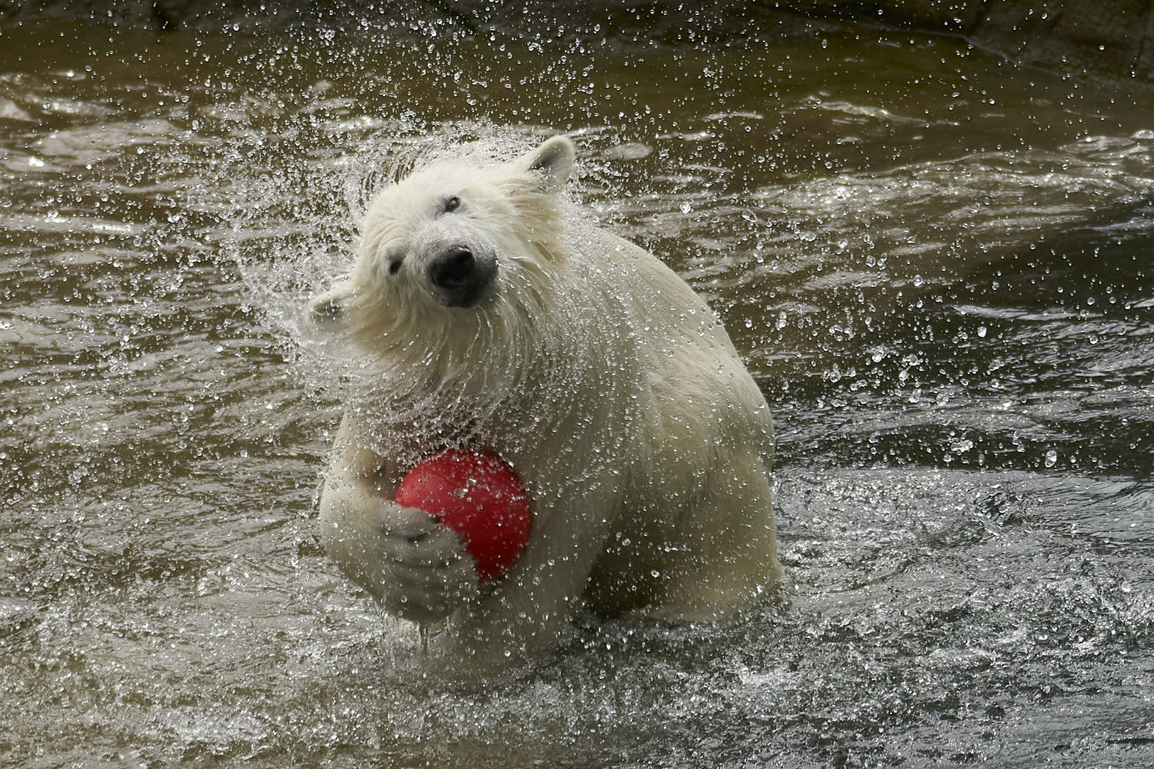 Eisbären Junges im Zoo Rostock