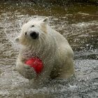 Eisbären Junges im Zoo Rostock