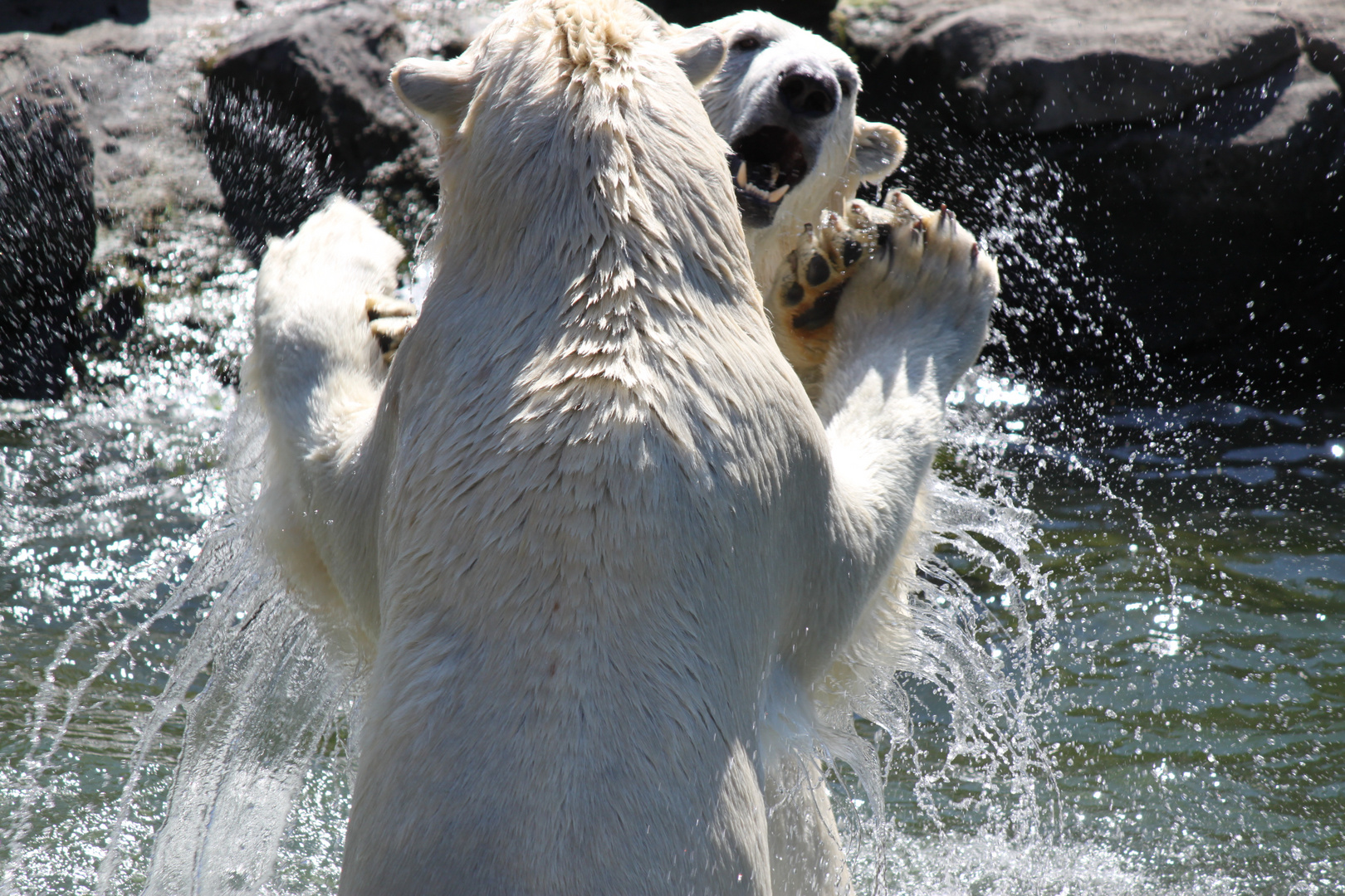 Eisbären kämpfen (aus Spiel) 2