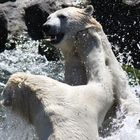 Eisbären kämpfen (aus Spiel)