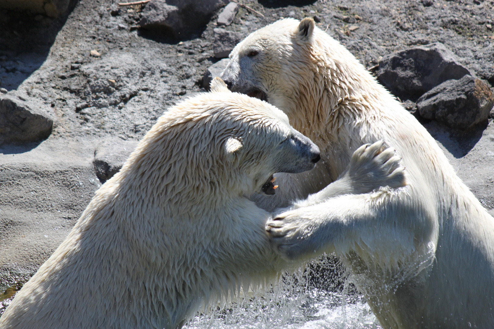 Eisbären kämpfen (aus Spiel) 3