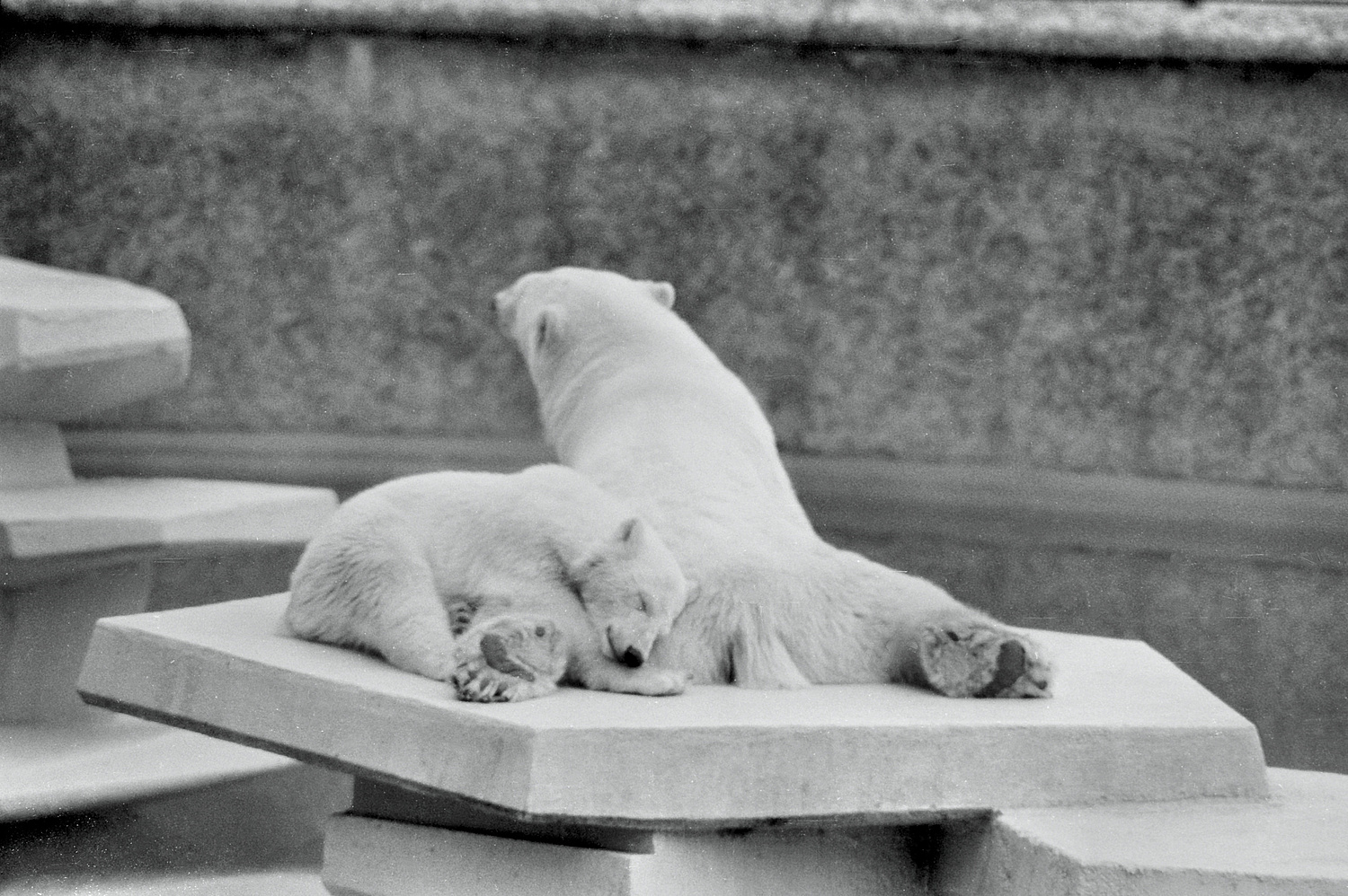 Eisbären Kölner Zoo 1983