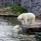 Eisbären Lara und Bill..