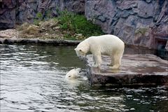 Eisbären Lara und Bill..