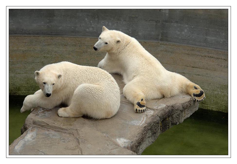 Eisbären lieben keine Sommerhitze...