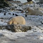 ... Eisbären-Mama, Sizzel, kuschelt mit Kaja ...