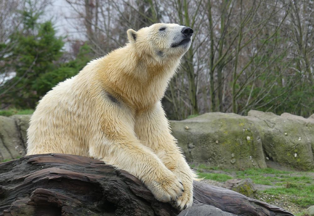 Eisbären-Meditation