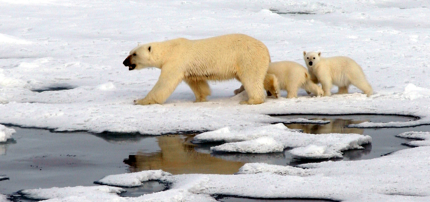 Eisbären Mutter mit 2 Jungen