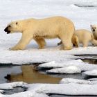 Eisbären Mutter mit 2 Jungen