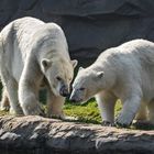 Eisbären Mutter Tochter 002 