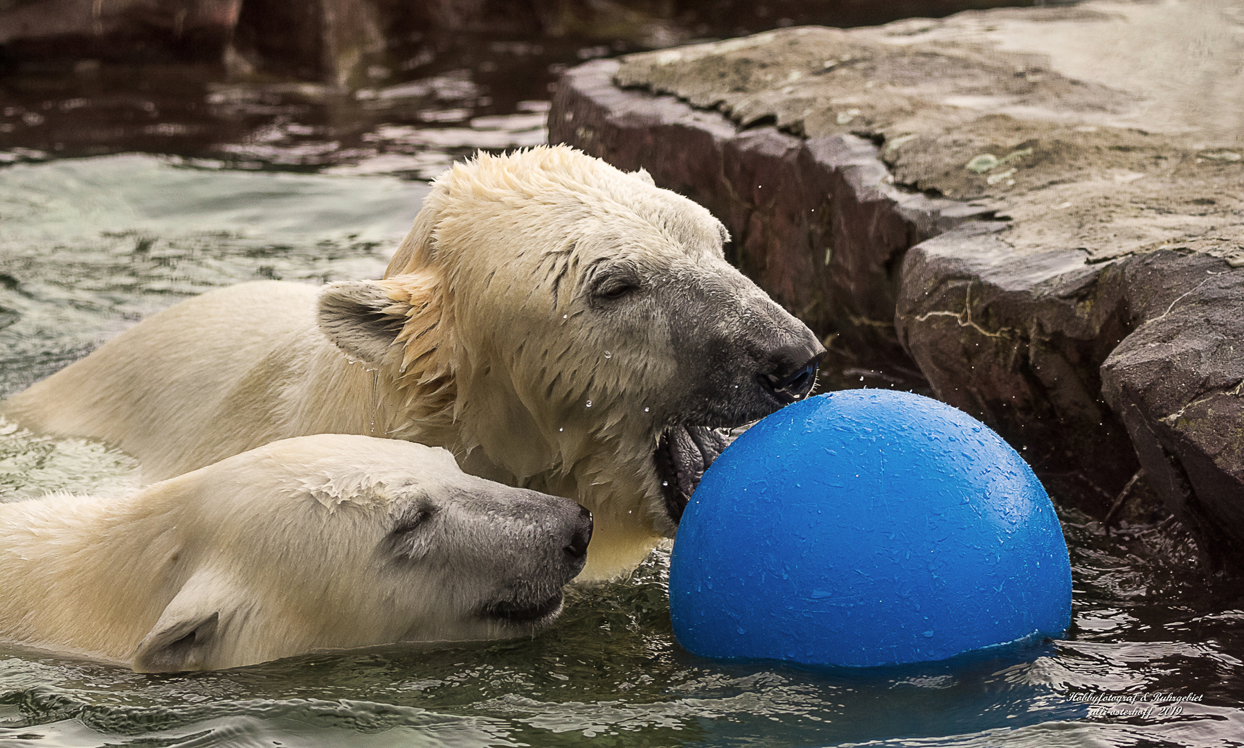 Eisbären-Mutter und Kind toben im Wasser...