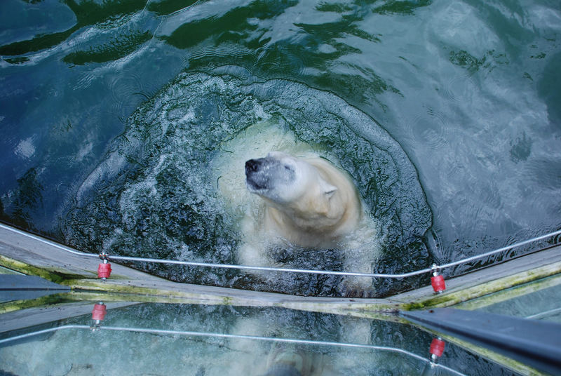 Eisbären planschen im Nürnberger Tiergarten