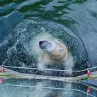 Eisbären planschen im Nürnberger Tiergarten